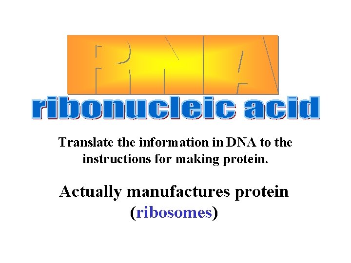 Translate the information in DNA to the instructions for making protein. Actually manufactures protein