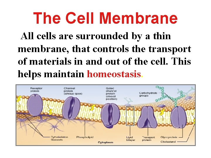 The Cell Membrane All cells are surrounded by a thin membrane, that controls the