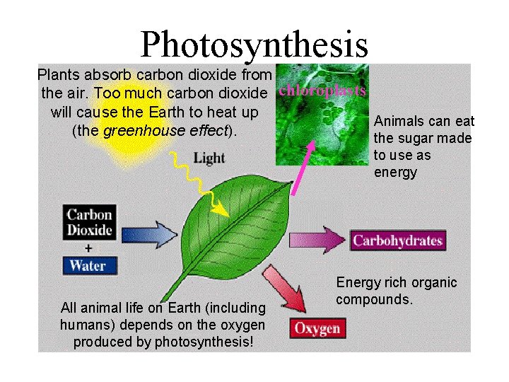 Photosynthesis Plants absorb carbon dioxide from the air. Too much carbon dioxide chloroplasts will