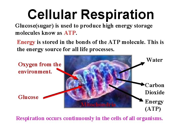 Cellular Respiration Glucose(sugar) is used to produce high energy storage molecules know as ATP.
