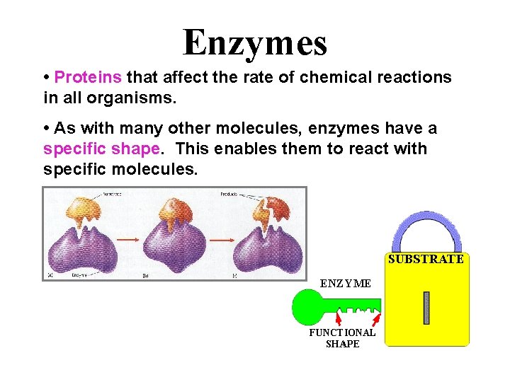 Enzymes • Proteins that affect the rate of chemical reactions in all organisms. •