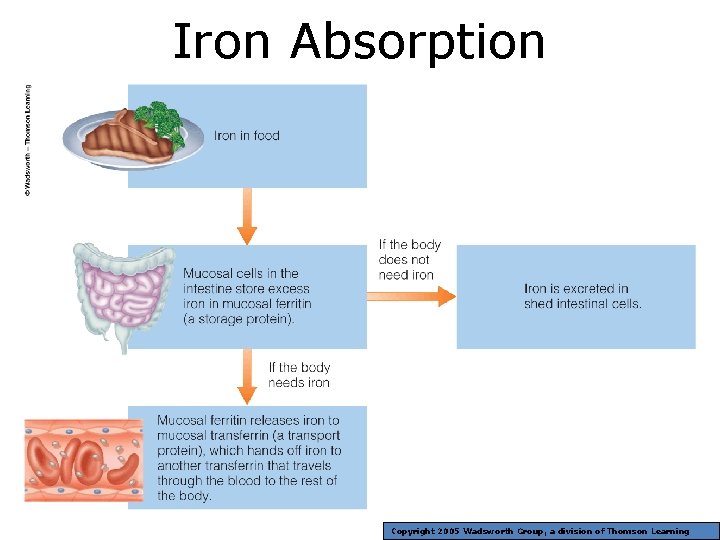 Iron Absorption Copyright 2005 Wadsworth Group, a division of Thomson Learning 