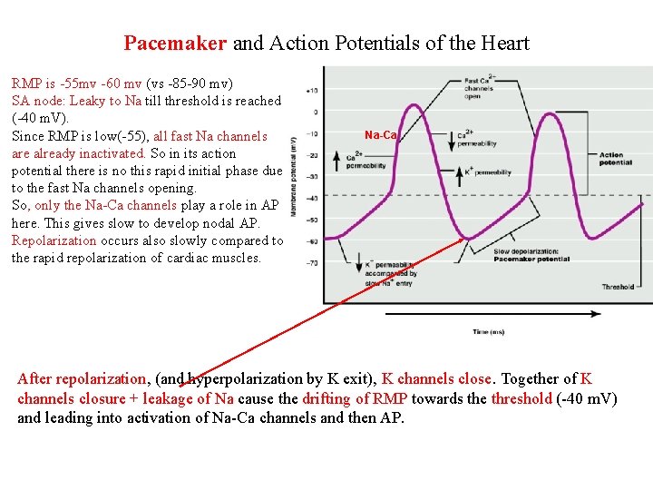 Pacemaker and Action Potentials of the Heart RMP is -55 mv -60 mv (vs