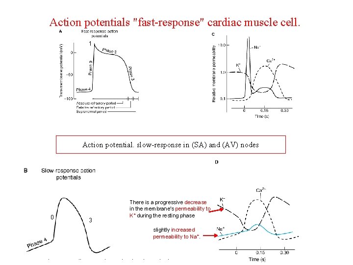 Action potentials "fast-response" cardiac muscle cell. 1 Action potential. slow-response in (SA) and (AV)