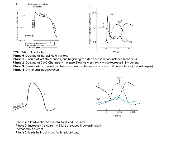 CONTRACTILE cells AP: Phase 0: Opening of the fast Na channels. Phase 1: Closure