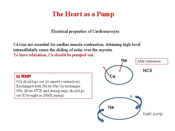 The Heart as a Pump Electrical properties of Cardiomyocyte Ca ions are essential for