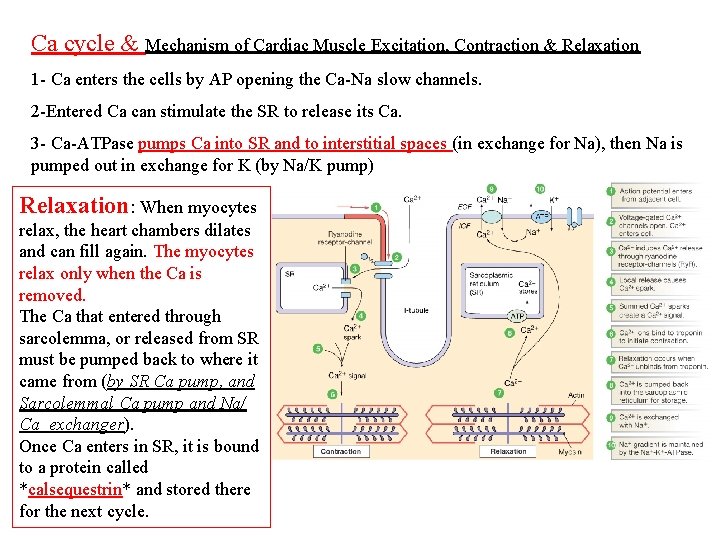 Ca cycle & Mechanism of Cardiac Muscle Excitation, Contraction & Relaxation 1 - Ca