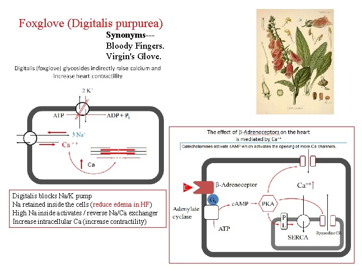 Foxglove (Digitalis purpurea) Synonyms--Bloody Fingers. Virgin's Glove. Ca Digitalis blocks Na/K pump Na retained