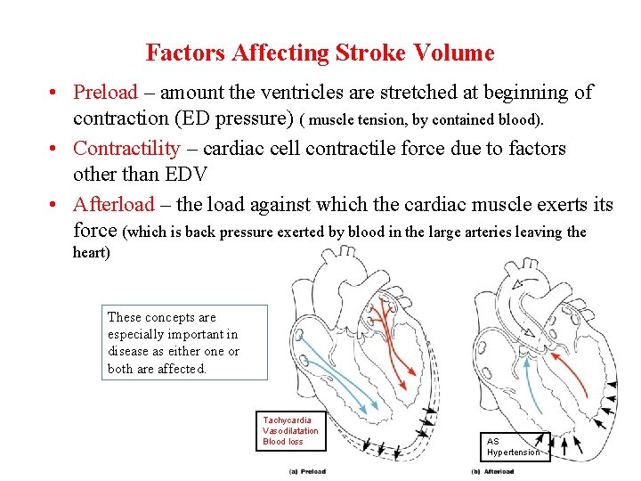Factors Affecting Stroke Volume • Preload – amount the ventricles are stretched at beginning