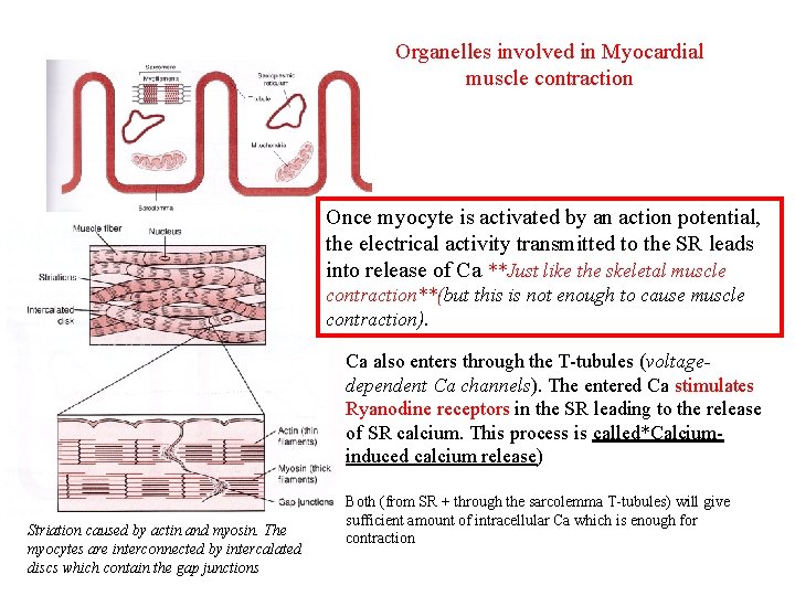 Organelles involved in Myocardial muscle contraction Once myocyte is activated by an action potential,