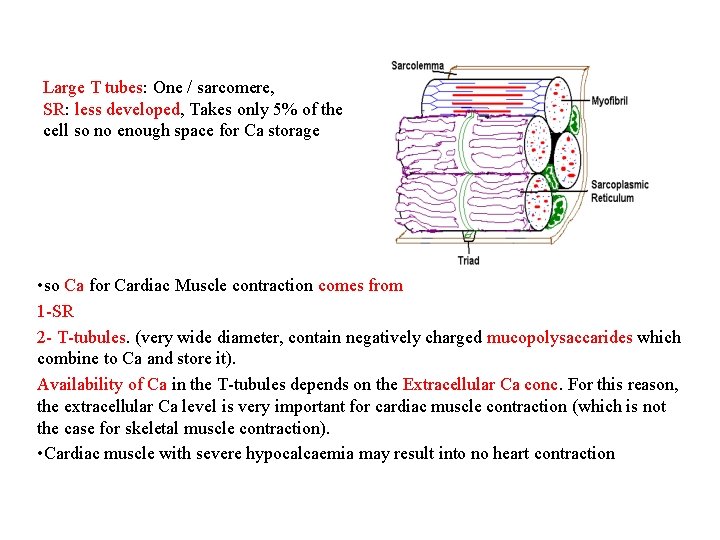Large T tubes: One / sarcomere, SR: less developed, Takes only 5% of the