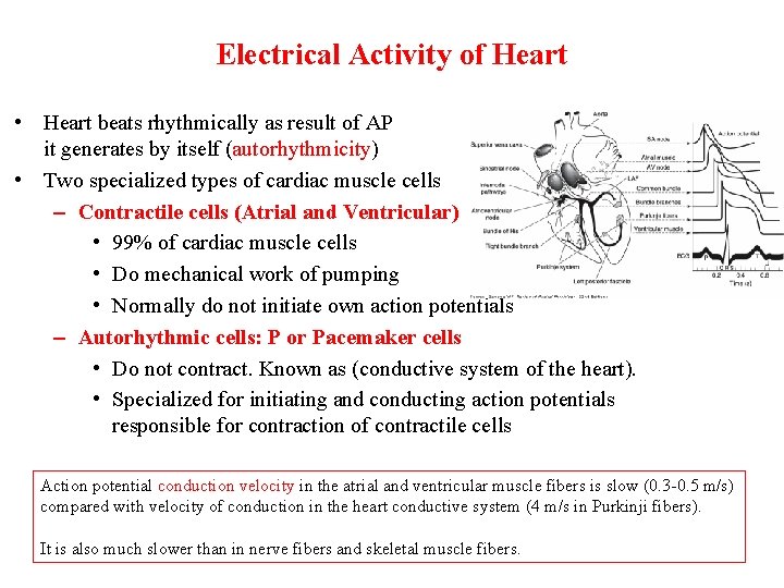 Electrical Activity of Heart • Heart beats rhythmically as result of AP it generates