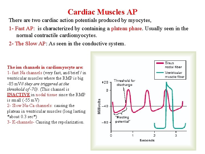 Cardiac Muscles AP There are two cardiac action potentials produced by myocytes, 1 -