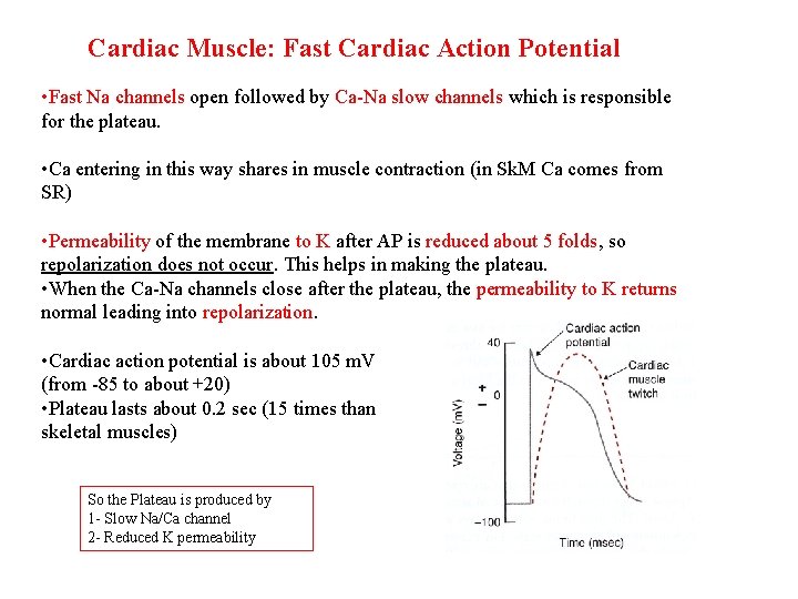 Cardiac Muscle: Fast Cardiac Action Potential • Fast Na channels open followed by Ca-Na