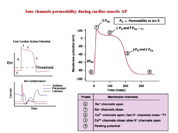 Ions channels permeability during cardiac muscle AP + Na 