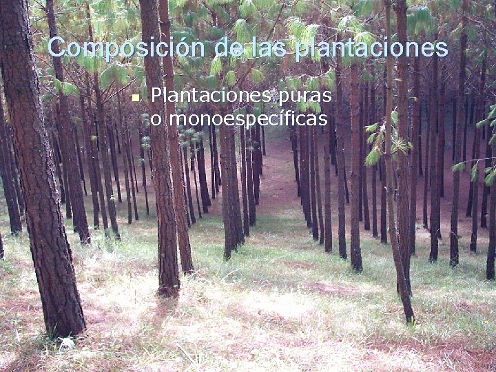 Composición de las plantaciones n Plantaciones puras o monoespecíficas 