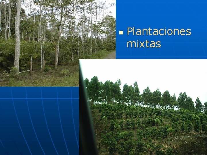 n Plantaciones mixtas 