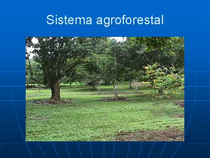 Sistema agroforestal 