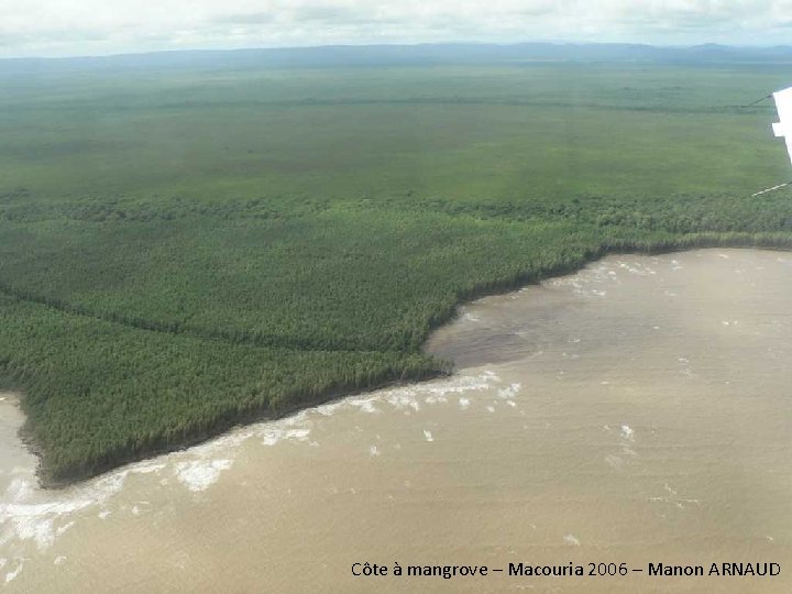 Côte à mangrove – Macouria 2006 – Manon ARNAUD 