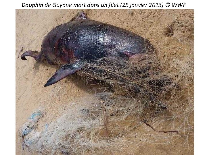 Dauphin de Guyane mort dans un filet (25 janvier 2013) © WWF 