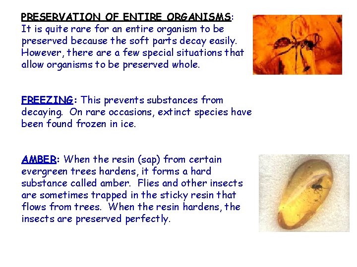 PRESERVATION OF ENTIRE ORGANISMS: It is quite rare for an entire organism to be PRESERVATION OF ENTIRE ORGANISMS: It is quite rare for an entire organism to be