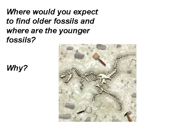 Where would you expect to find older fossils and where are the younger fossils? Where would you expect to find older fossils and where are the younger fossils?