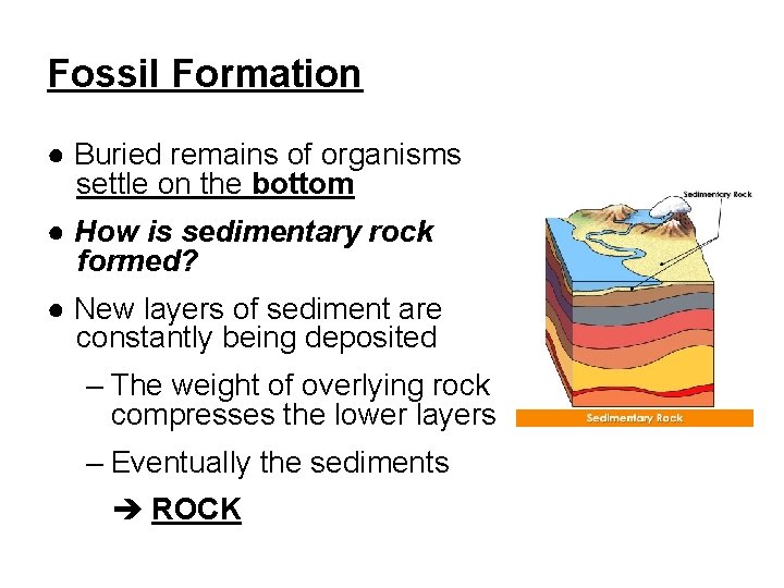 Fossil Formation ● Buried remains of organisms settle on the bottom ● How is Fossil Formation ● Buried remains of organisms settle on the bottom ● How is