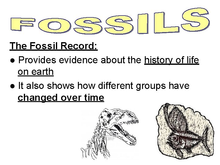 The Fossil Record: ● Provides evidence about the history of life on earth ● The Fossil Record: ● Provides evidence about the history of life on earth ●