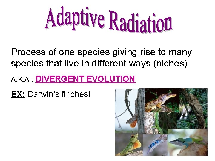 Process of one species giving rise to many species that live in different ways Process of one species giving rise to many species that live in different ways