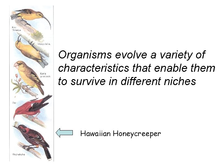 Organisms evolve a variety of characteristics that enable them to survive in different niches Organisms evolve a variety of characteristics that enable them to survive in different niches