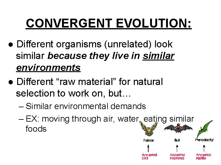 CONVERGENT EVOLUTION: ● Different organisms (unrelated) look similar because they live in similar environments CONVERGENT EVOLUTION: ● Different organisms (unrelated) look similar because they live in similar environments