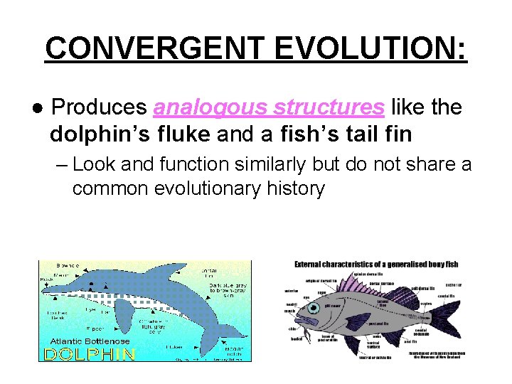CONVERGENT EVOLUTION: ● Produces analogous structures like the dolphin’s fluke and a fish’s tail CONVERGENT EVOLUTION: ● Produces analogous structures like the dolphin’s fluke and a fish’s tail