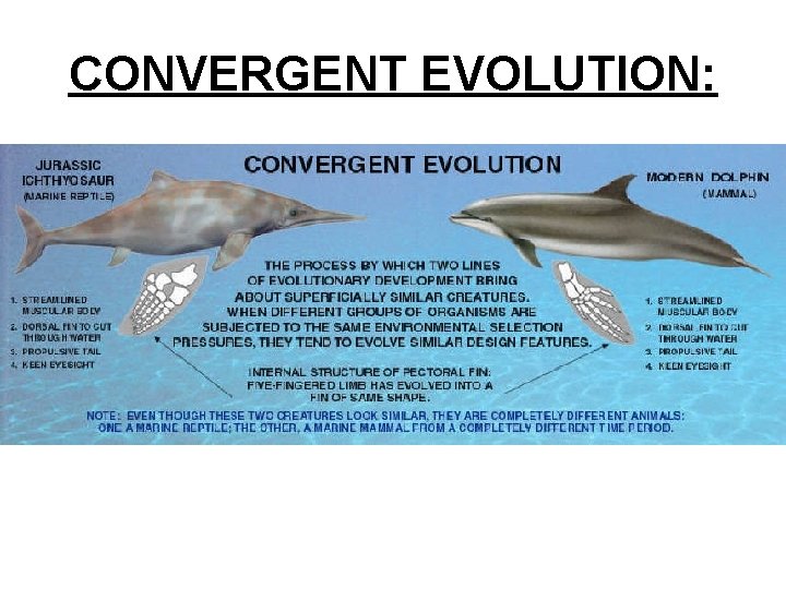 CONVERGENT EVOLUTION: CONVERGENT EVOLUTION: