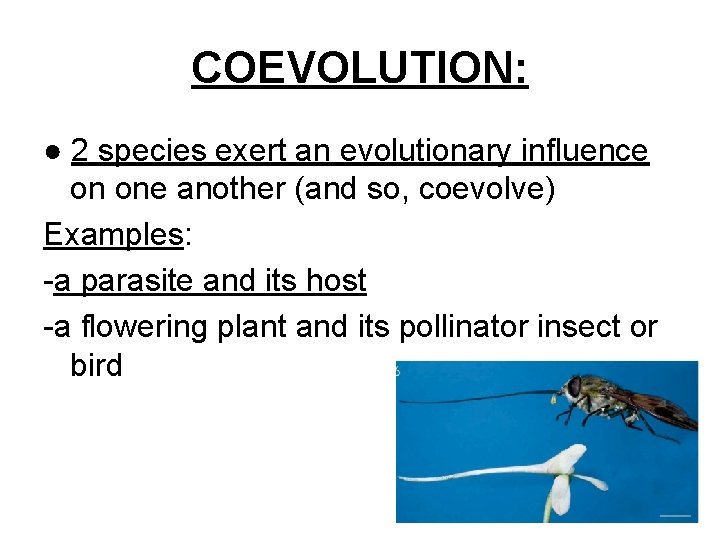 COEVOLUTION: ● 2 species exert an evolutionary influence on one another (and so, coevolve) COEVOLUTION: ● 2 species exert an evolutionary influence on one another (and so, coevolve)