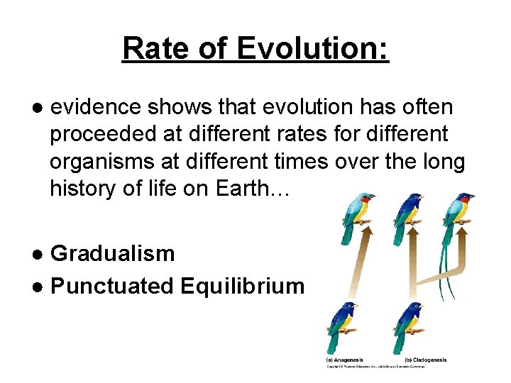 Rate of Evolution: ● evidence shows that evolution has often proceeded at different rates Rate of Evolution: ● evidence shows that evolution has often proceeded at different rates