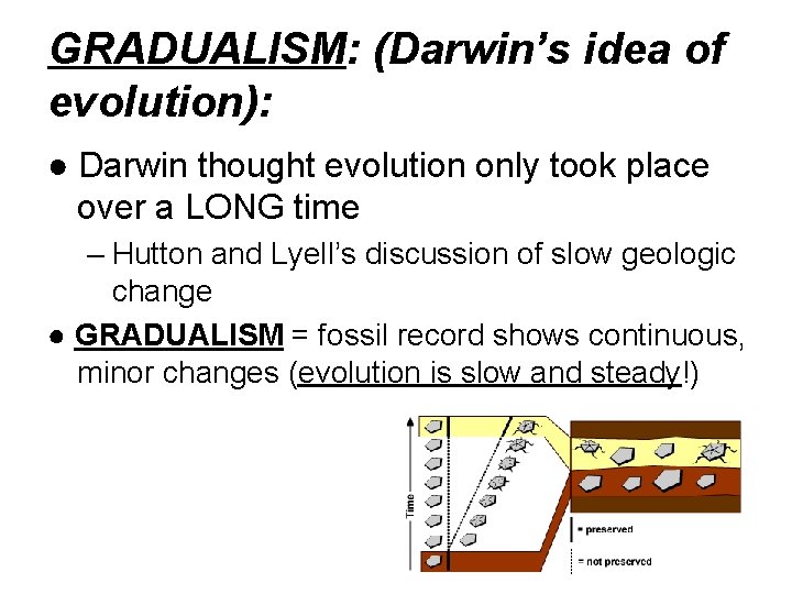 GRADUALISM: (Darwin’s idea of evolution): ● Darwin thought evolution only took place over a GRADUALISM: (Darwin’s idea of evolution): ● Darwin thought evolution only took place over a