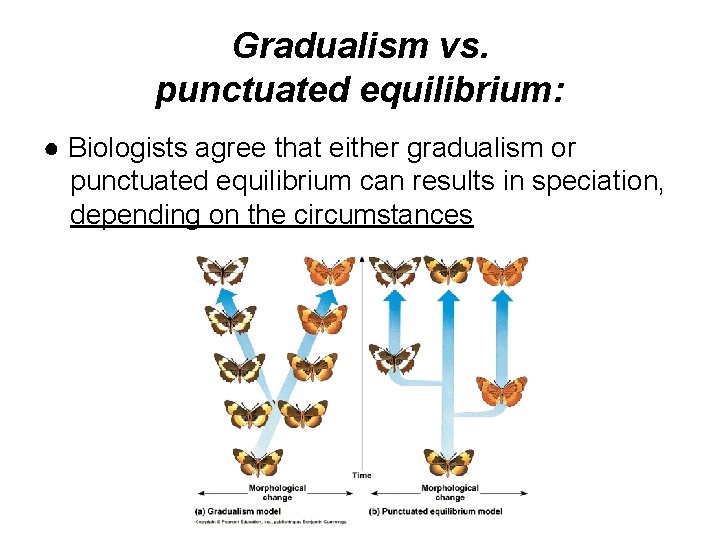 Gradualism vs. punctuated equilibrium: ● Biologists agree that either gradualism or punctuated equilibrium can Gradualism vs. punctuated equilibrium: ● Biologists agree that either gradualism or punctuated equilibrium can
