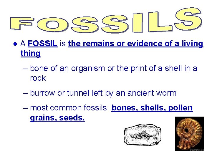 ● A FOSSIL is the remains or evidence of a living thing – bone ● A FOSSIL is the remains or evidence of a living thing – bone