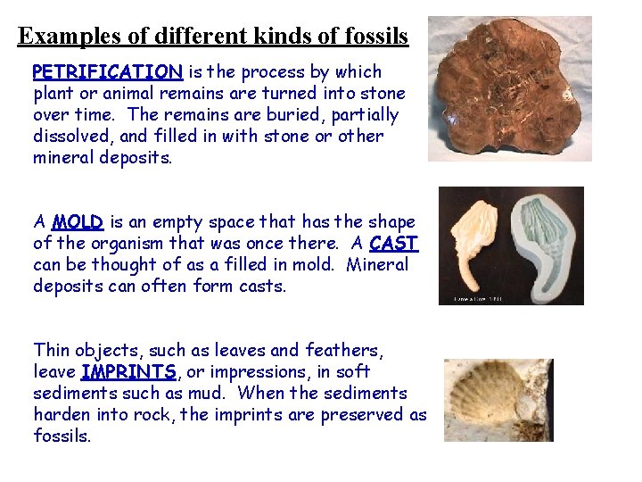 Examples of different kinds of fossils PETRIFICATION is the process by which plant or Examples of different kinds of fossils PETRIFICATION is the process by which plant or