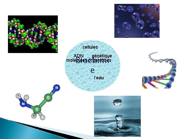 cellules ADN génétique molécules organiques Biochimi e l’eau 