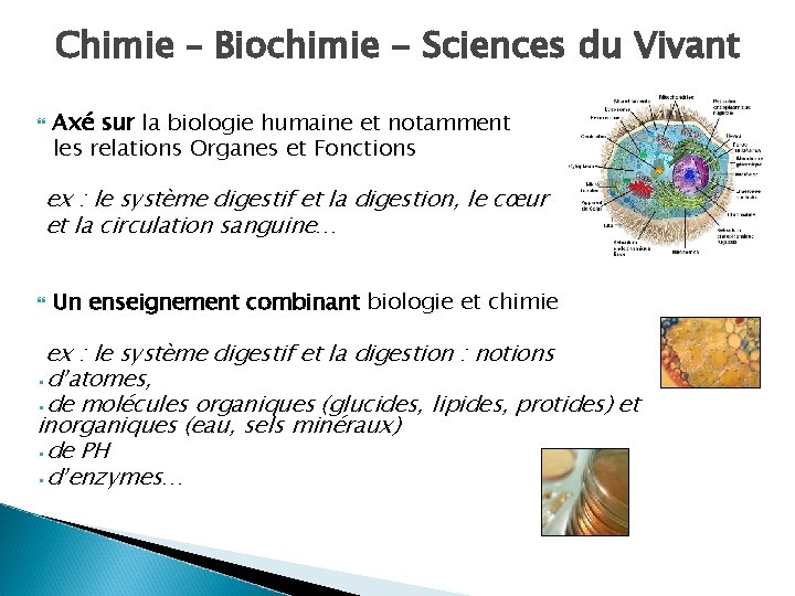 Chimie – Biochimie - Sciences du Vivant Axé sur la biologie humaine et notamment
