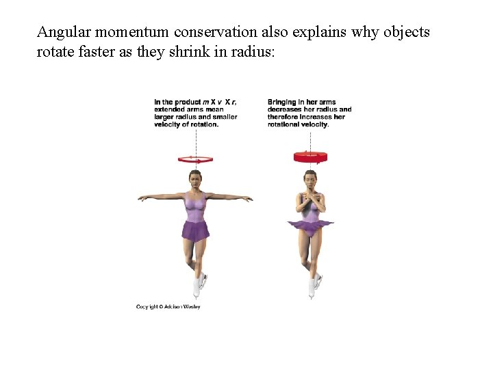 Angular momentum conservation also explains why objects rotate faster as they shrink in radius: