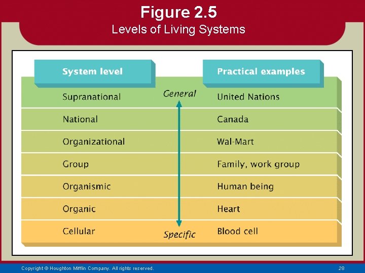 Figure 2. 5 Levels of Living Systems Copyright © Houghton Mifflin Company. All rights