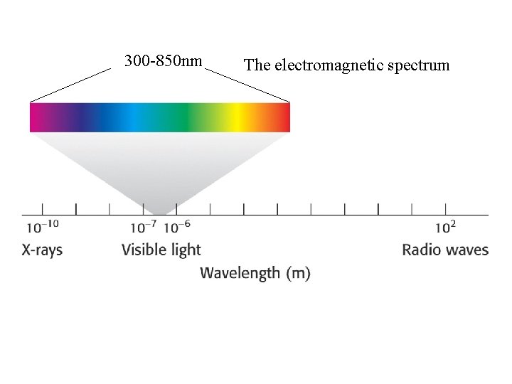 300 -850 nm The electromagnetic spectrum 