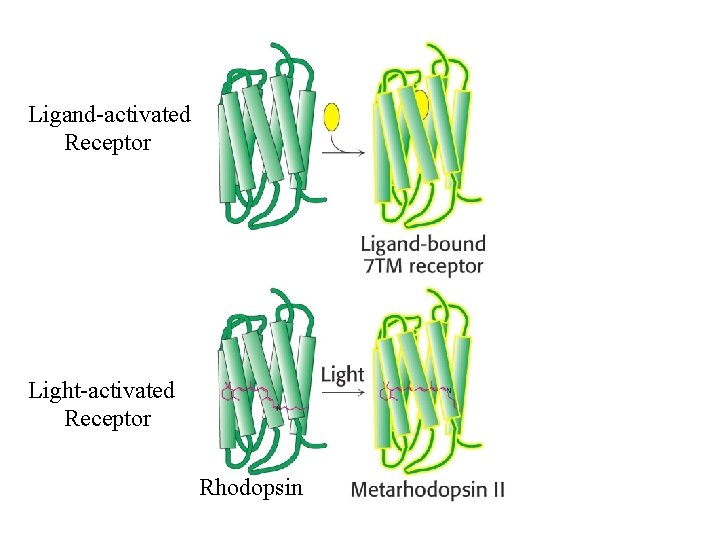 Ligand-activated Receptor Light-activated Receptor Rhodopsin 