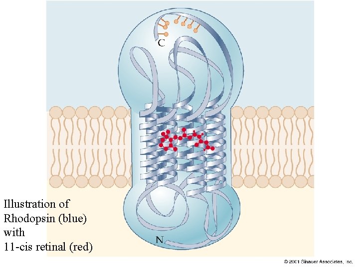 Illustration of Rhodopsin (blue) with 11 -cis retinal (red) 