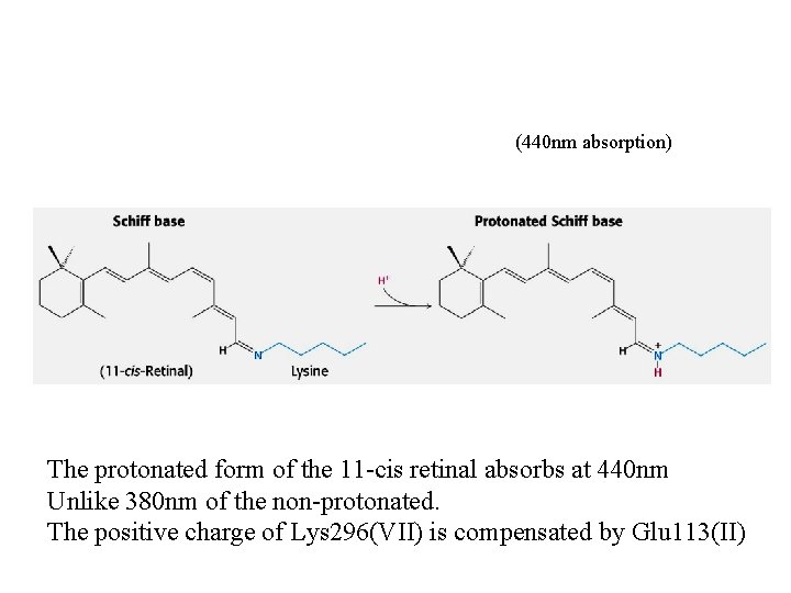 (440 nm absorption) The protonated form of the 11 -cis retinal absorbs at 440