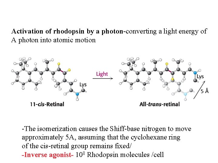 Activation of rhodopsin by a photon-converting a light energy of A photon into atomic