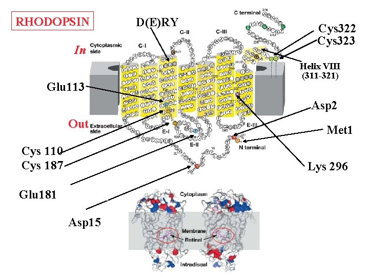 RHODOPSIN In Glu 113 D(E)RY Cys 322 Cys 323 Helix VIII (311 -321) Asp