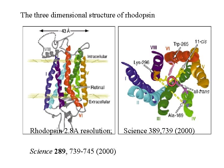 The three dimensional structure of rhodopsin Rhodopsin 2. 8 A resolution; Science 289, 739